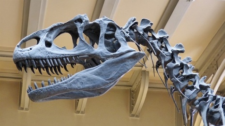 Российские учёные назвали причину вымирания динозавров