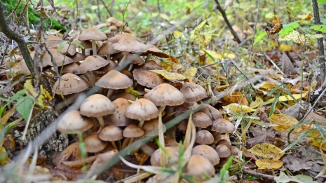 В Грибановском районе отравилась грибами 36-летняя женщина