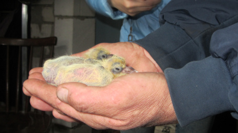 Житель Каширского района более 30 лет посвятил разведению голубей  