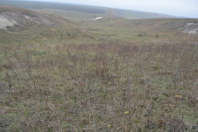 Степная балка в Воронежской области станет особо охраняемой природной зоной