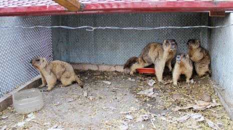В новохоперском селе охотник спас 5 детенышей сурков-байбаков
