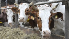 В Воронежской области появится первый молочный комплекс на 5 тыс. коров