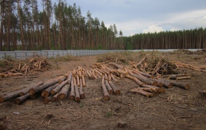 Губернатор обратил внимание прокуратуры на вырубку леса в воронежском микрорайоне