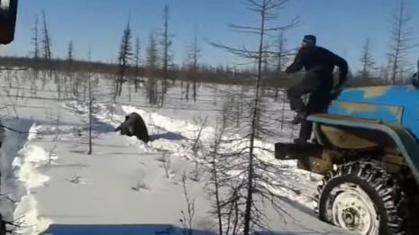 Воронежцы попросили наказать вахтовиков за убийство медведя в Якутии