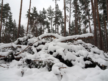 В Воронежской области в санитарных целях вырубят 817 га лесов