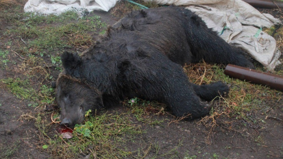 После ЧП с медведем на владельца частного зоопарка завели уголовное дело