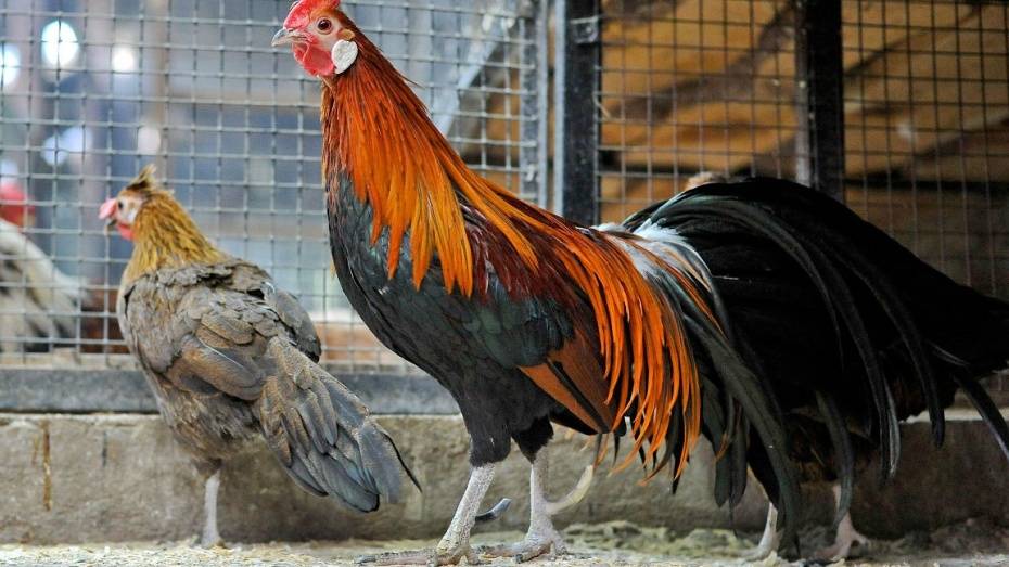 СК отказал в возбуждении дела по птичьему гриппу в Воронежском зоопарке