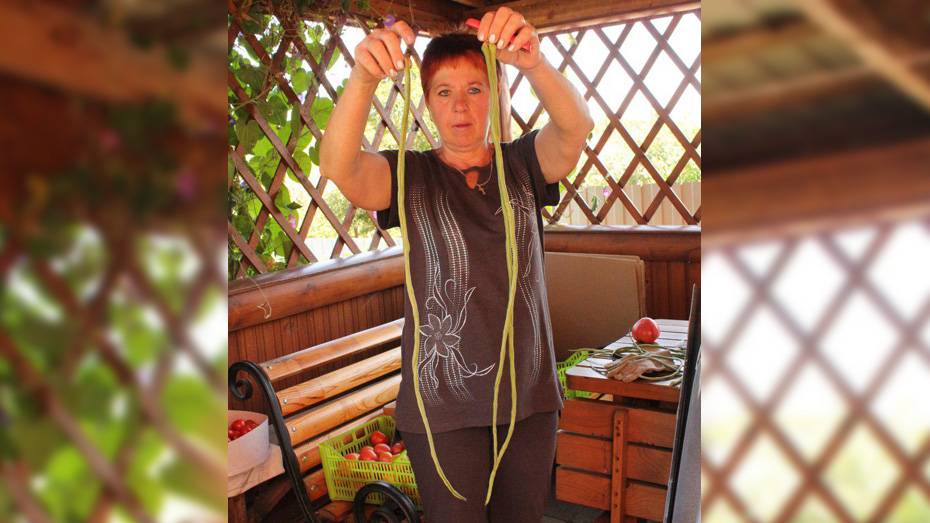 Жительница Хохольского района вырастила метровую стручковую фасоль