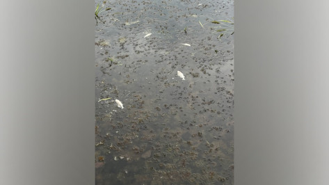 Гниющая мертвая рыба: воронежцы сообщили об экологической катастрофе на озере Черном