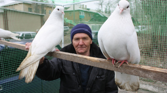 В Ольховатском районе прошла выставка голубей