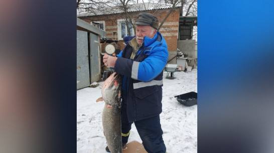 В пруду села Дьяченково Воронежской области рыбак поймал 14-килограммовую щуку