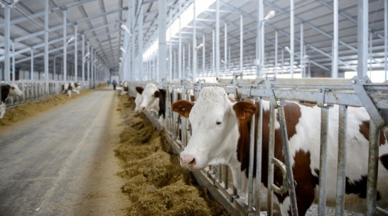 Воронежские сельхозпроизводители получат из федбюджета 678,1 млн рублей