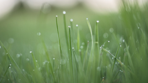 На новой рабочей неделе в Воронеже прогнозируют грозы, дожди и потепление до + 26 градусов