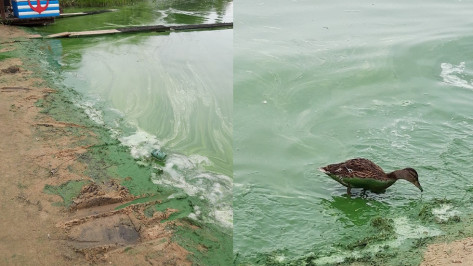 Воронежцев шокировали окрашенные в зеленый цвет утки на водохранилище