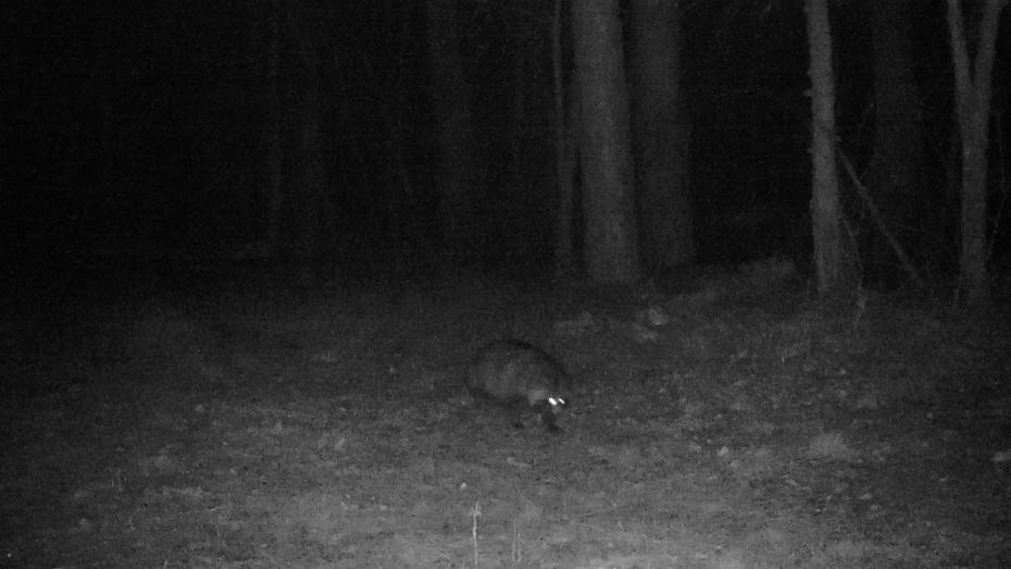 Воронежский заповедник показал кадры редкой енотовидной собаки