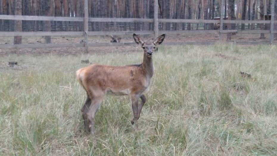 Воронежский зоопитомник и зоопарк опубликовали графики работы на майские праздники