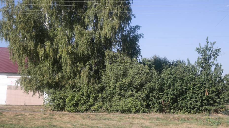В Воронежской области 28-летнюю мать троих детей нашли избитой в кустах