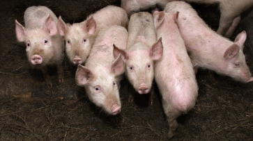 В Воронежской области будут активно развивать свиноводство