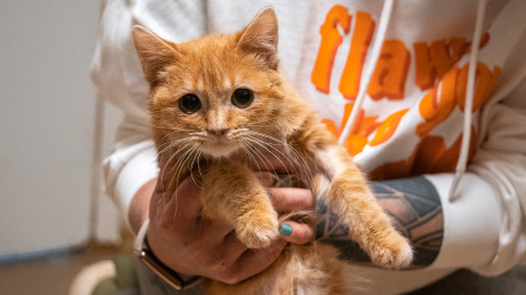 «Кошачий бог существует». Как воронежские волонтеры спасают брошенных животных и ищут им дом