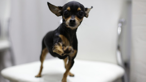 Самыми популярными породами собак в Воронеже стали той-терьер и йоркширский терьер