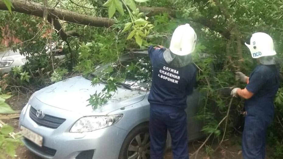 В центре Воронежа на машину упало дерево