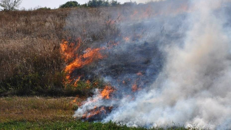 В Воронежской области объявили оранжевый уровень опасности лесных пожаров 