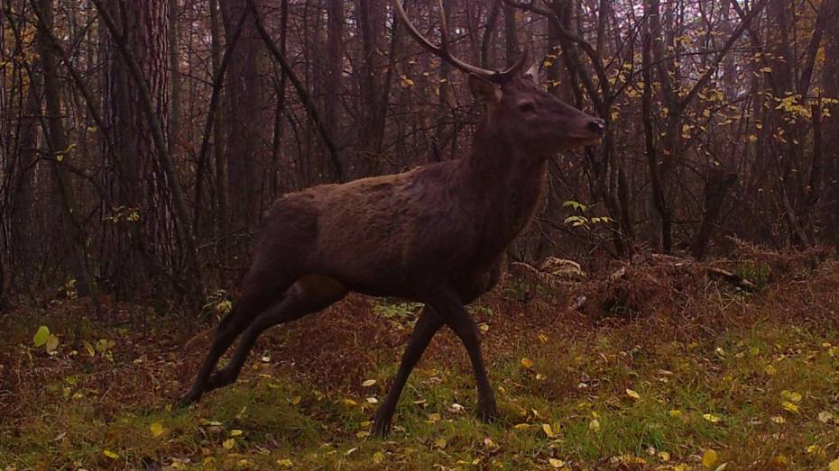В Воронежском заповеднике в объектив фотоловушки попал «единорог»