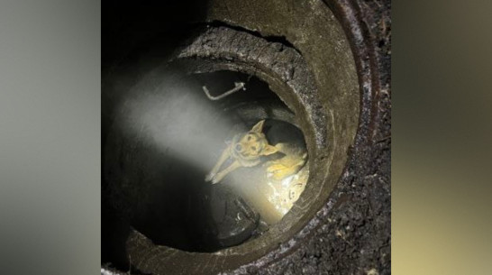 В Воронеже спасли собаку, провалившуюся в колодец