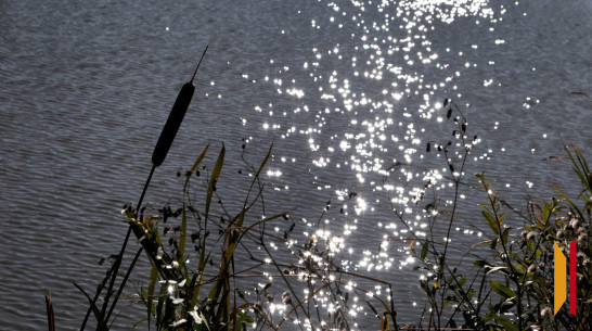 Воронежское минприроды проверит информацию о загрязнении реки Шильчина