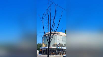 С проспекта Революции в Воронеже уберут 11 деревьев