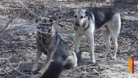 В Воронеже бездомная собака покусала девочку
