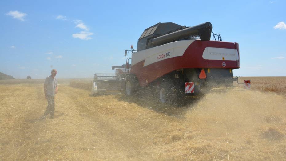 Хозяйства Кантемировского района начали массовую уборку озимой пшеницы