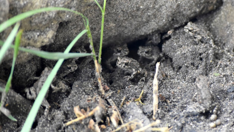 В райцентре Воронежской области лягушата заполонили улицы