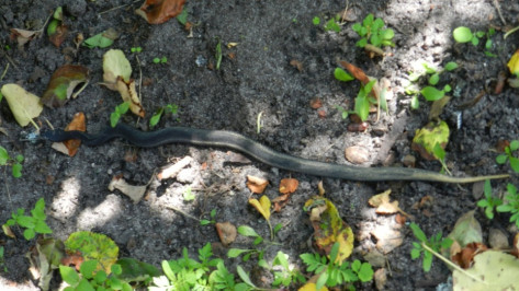 В Воронежской области гадюка укусила за палец 12-летнюю девочку 