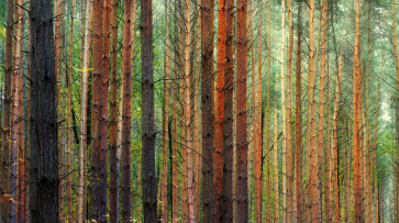 Северный лес в Воронеже объявили памятником природы