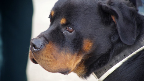 В Воронеже зоозащитники предложили хозяевам нервных собак вешать на поводки желтые ленты