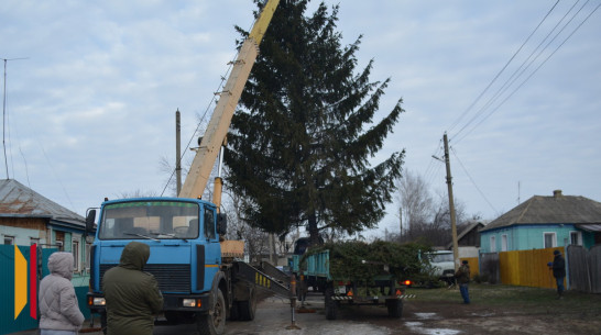 В Воробьевке главным символом новогоднего праздника стала 15-метровая ель из села Новотолучеево