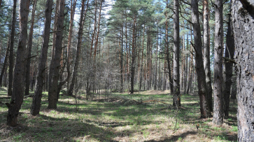 За год воронежские леса принесли в казну 150 млн рублей