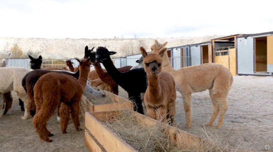 В Воронежской области закончился карантин у чилийских альпак
