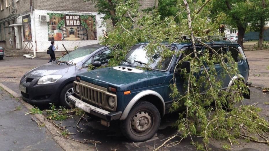 Сломавшийся тополь упал на машины на улице Артамонова в Воронеже