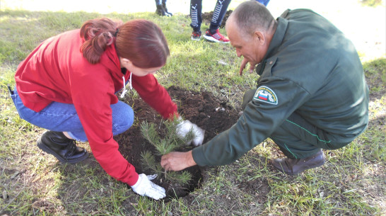 В Воронежской области за 2 месяца высадили почти 612 тыс саженцев