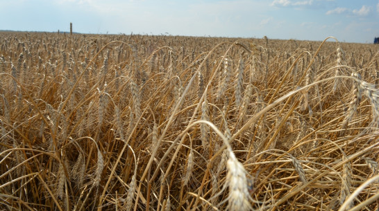 Нижнедевицкие аграрии подготовили семена для будущего сева