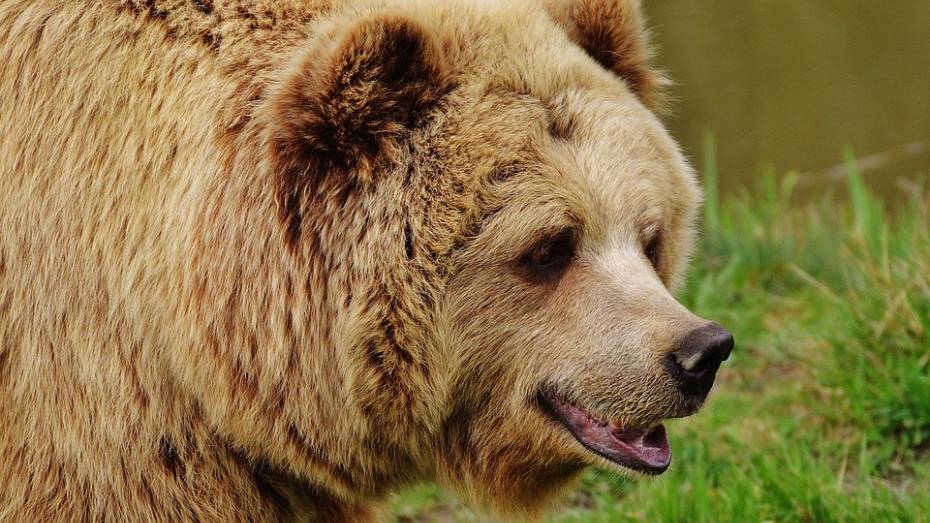 Под Воронежем ветеринары взяли на экспертизу часть тела напавшего на пенсионера медведя