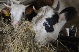 Воронежские производители молока получили господдержку в размере 504,9 млн рублей