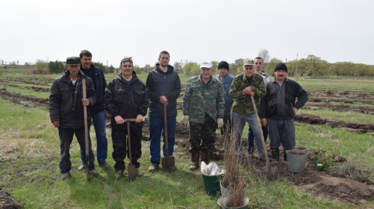 В грибановском селе Кутки активисты высадили 1 тыс саженцев акации