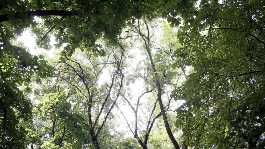 В Воронеже высадят 4 тыс деревьев и 12 тыс кустарников весной и осенью 2018 года