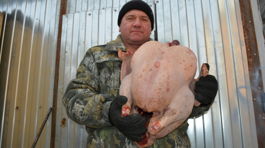 Птицевод из Нижнедевицка вырастил индеек-гигантов