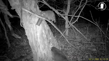 У енота-полоскуна из Хоперского заповедника Воронежской области появился родственник: видео