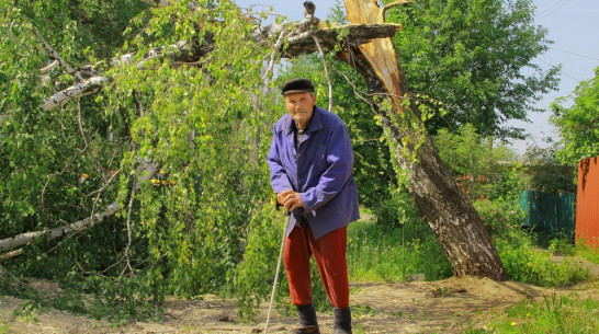 В Семилуках опилят сухие деревья