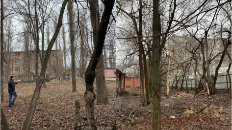 На улице Путиловской в Воронеже вырубят более 20 деревьев
